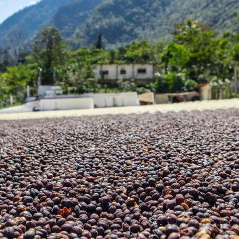 HURSTY Blend Subscription - Black Vice Coffee Roasters