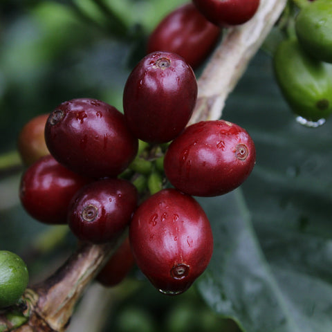 'GESHA MARCELA' Refined Carbonic Maceration process image 5