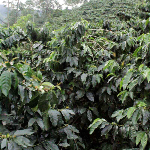'GUAVA BANANA' Distinctive flagship coffee image 2