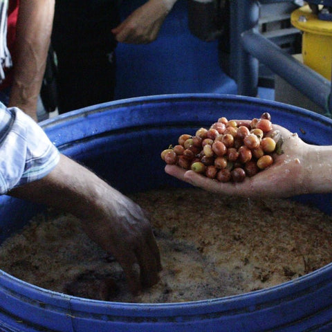 'GUAVA BANANA' Distinctive flagship coffee image 4