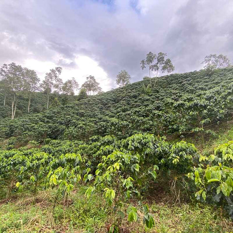 'GUAVA BANANA' Distinctive flagship coffee image 7