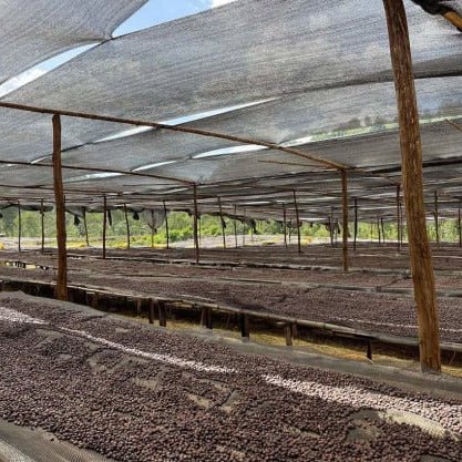 Aricha | Ethiopia | Natural | 250g image 3