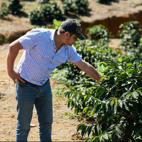 LUXX Signature Blend | Tropical flavour explosion image 2