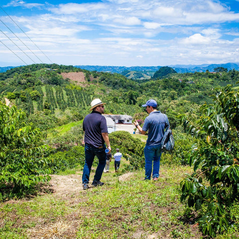 LUXX Signature Blend | Tropical flavour explosion image 3