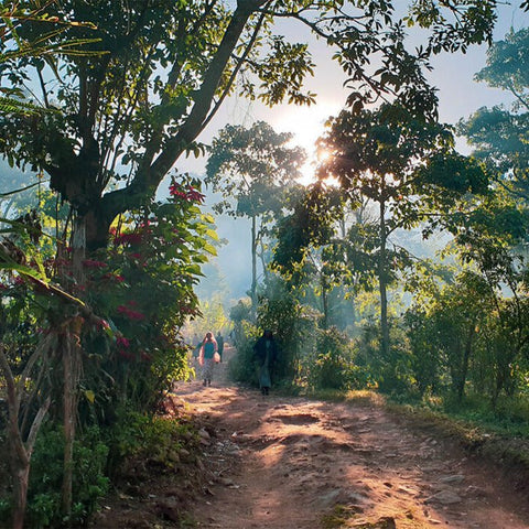 ARICHA  Ethiopia  Natural 250g - Black Vice Coffee Roasters