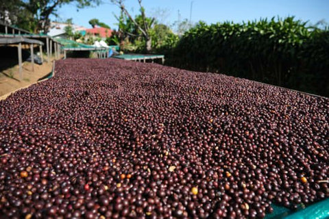 Costa Rican Don Sabino Natural coffee beans by Cafe Imports, showcasing premium whole coffee beans with rich aroma and flavor.