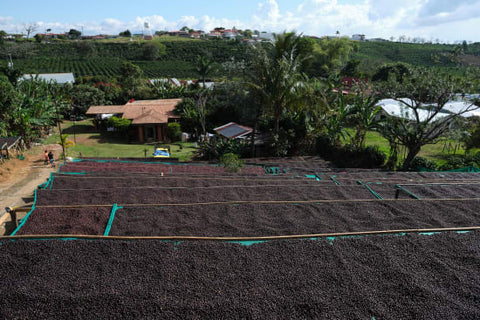 Costa Rica Don Sabino natural coffee beans from Cafe Imports, shown in a clear bag with fresh, whole coffee beans inside.