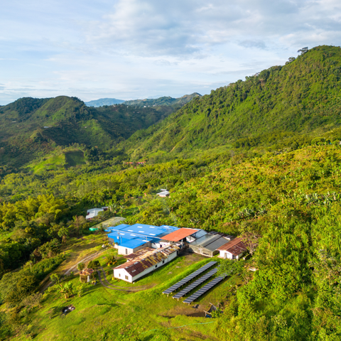 GESHA MARCELA Colombia  Natural  250g - Black Vice Coffee Roasters