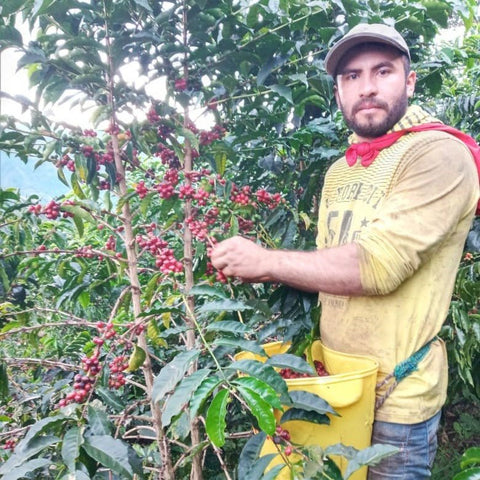 GESHA MARCELA Colombia  Natural  250g - Black Vice Coffee Roasters