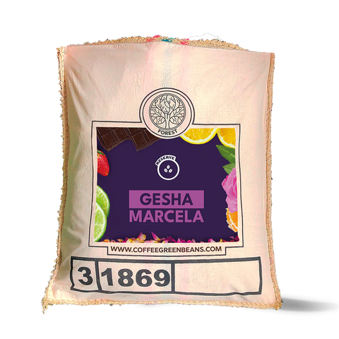 Fresh green Gesha Marcela single origin coffee beans from My Store, showcasing vibrant green, high-quality coffee beans.