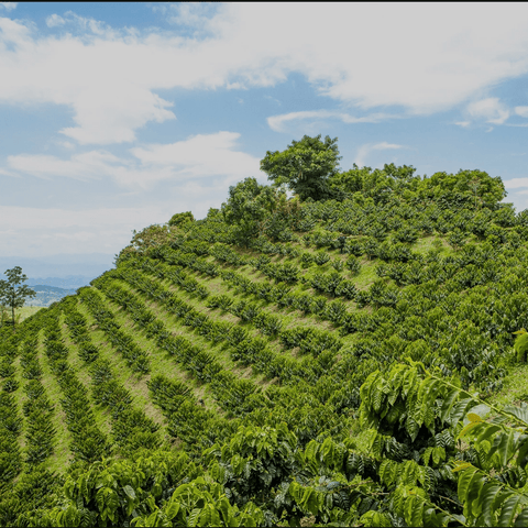 GUAVA BANANA  |  Caturra  | Hybrid Natural  | 250g image 2