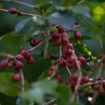 Aricha | Ethiopia | Natural | 250g image 4