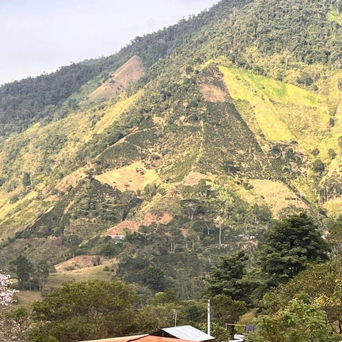 'GESHA OASIS' Elegant flavours through anaerobic fermentation image 4