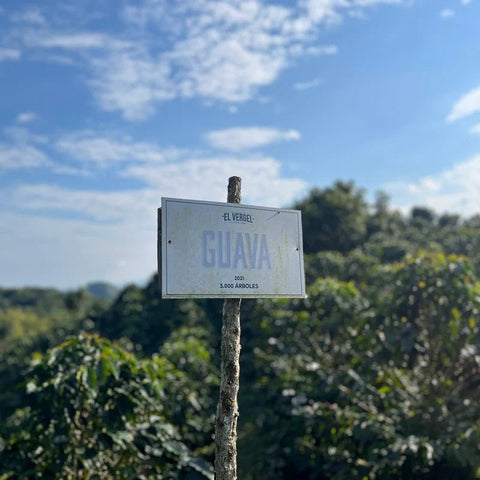 'GUAVA BANANA' Distinctive flagship coffee image 3